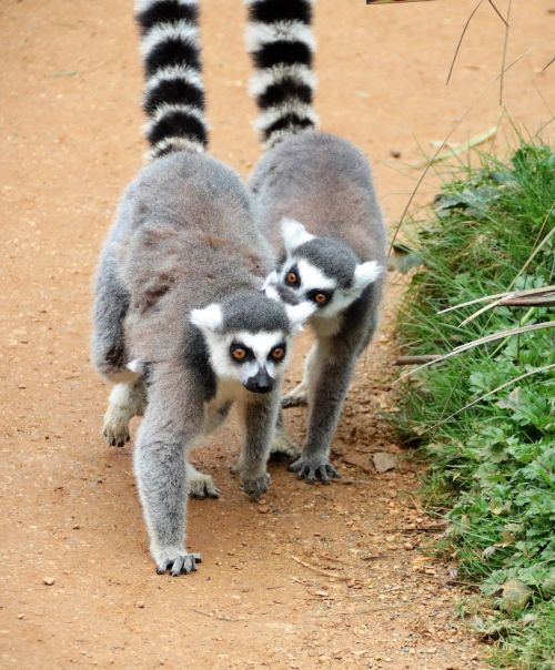 lemur pair of ring tails africa