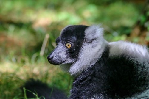 lemur animal wild