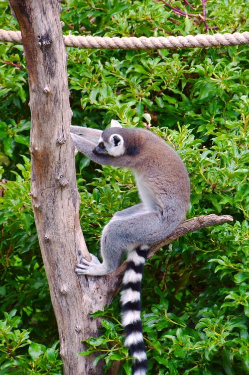 lemur africa ring tailed lemur