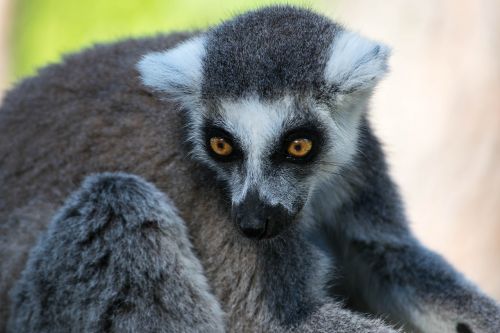 lemur zoo animal