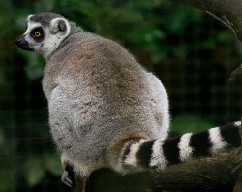 lemur ring tailed lemur primate
