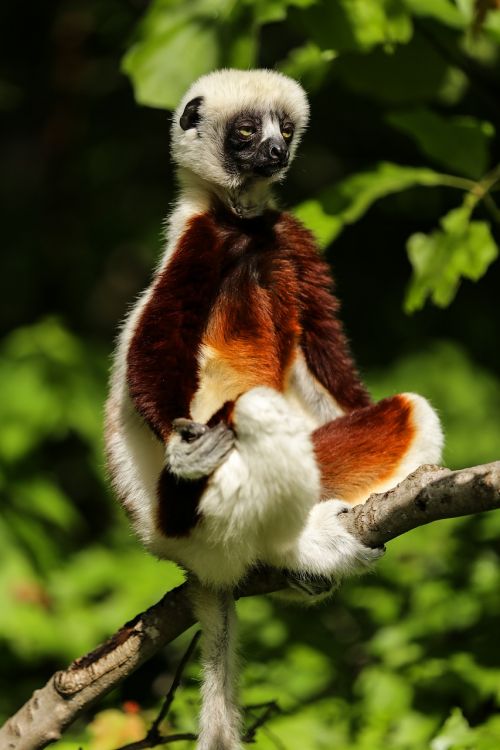 lemur coquerel's sifaka sifaka