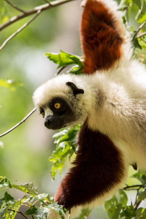 lemur coquerel's sifaka sifaka