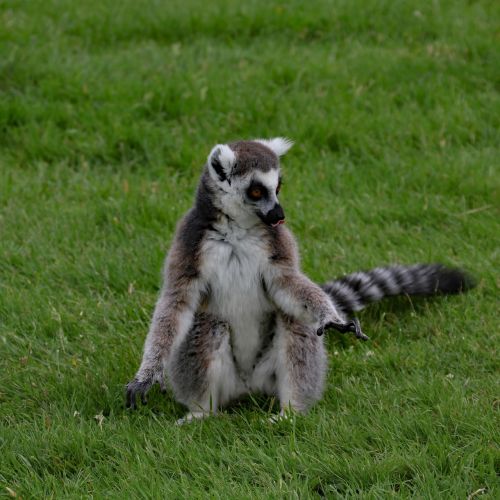 lemur madagascar animal