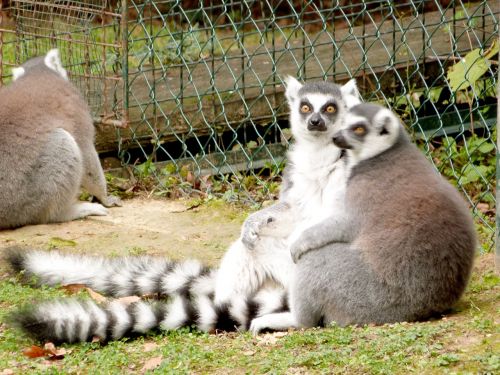 lemur zoo animal