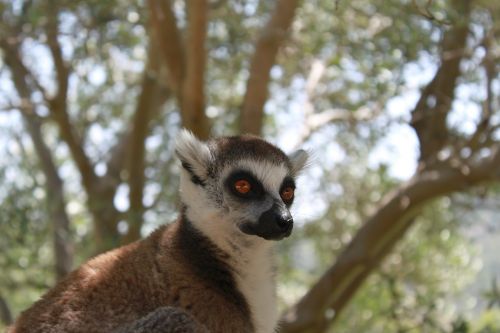 lemur animal lemurs