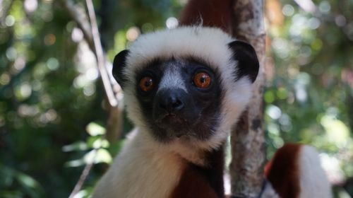 lemur face forest