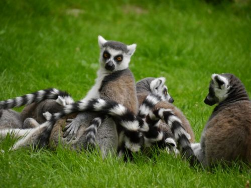 lemur madagascar dam