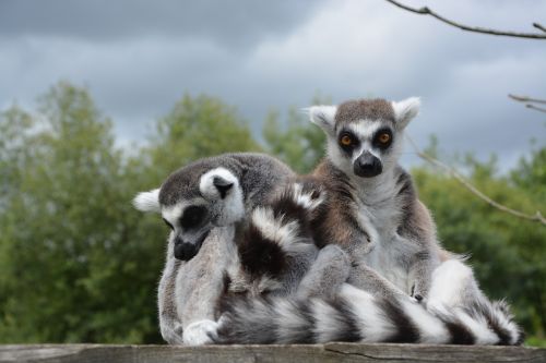 lemur primate monkey