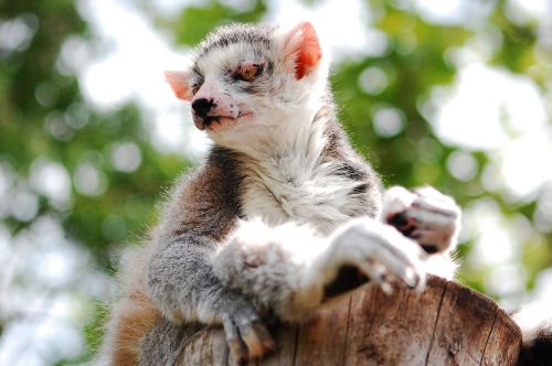 lemur sitting zoo