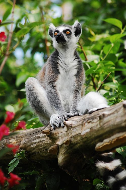lemur sitting zoo