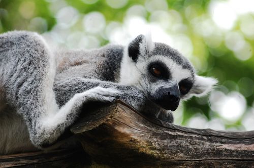 lemur sitting zoo