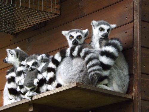 lemur wildlife animal