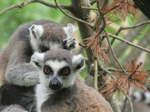 lemur zoo animal