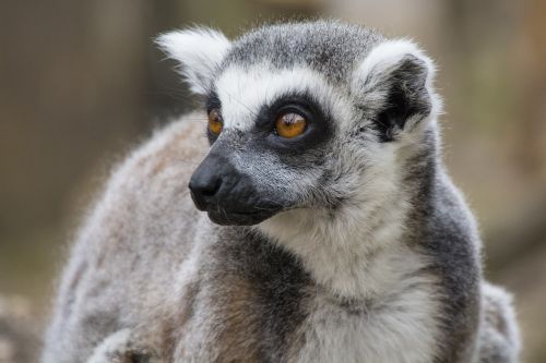 lemur tail london zoo