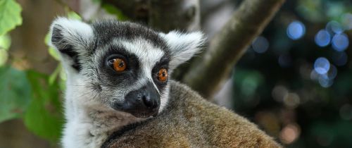 lemur maki catta look