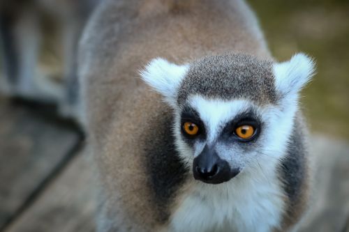 lemur lemurs animals