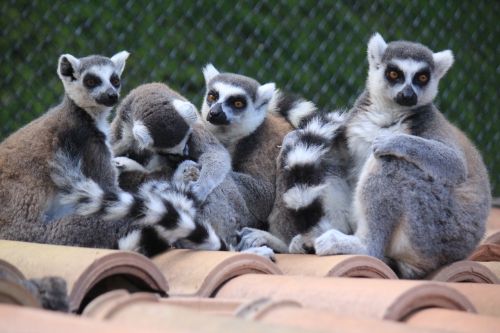 lemur lemurs look