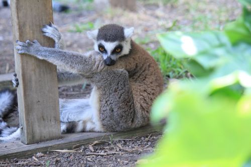 lemur leanimal animal portrait