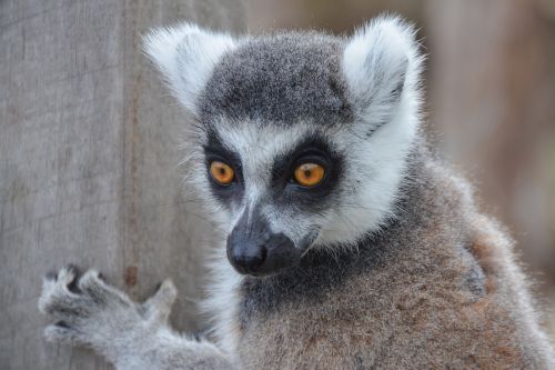 lemur animal wildlife