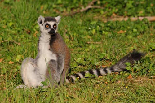 lemur park maki catta