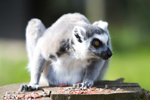 lemur animal zoo