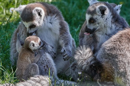 lemur  ape  young animal