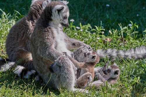 lemur  ape  young animal