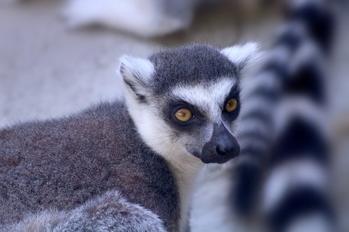 lemur  monkey  animal