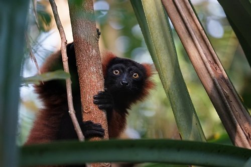 lemur  zoo  masoala