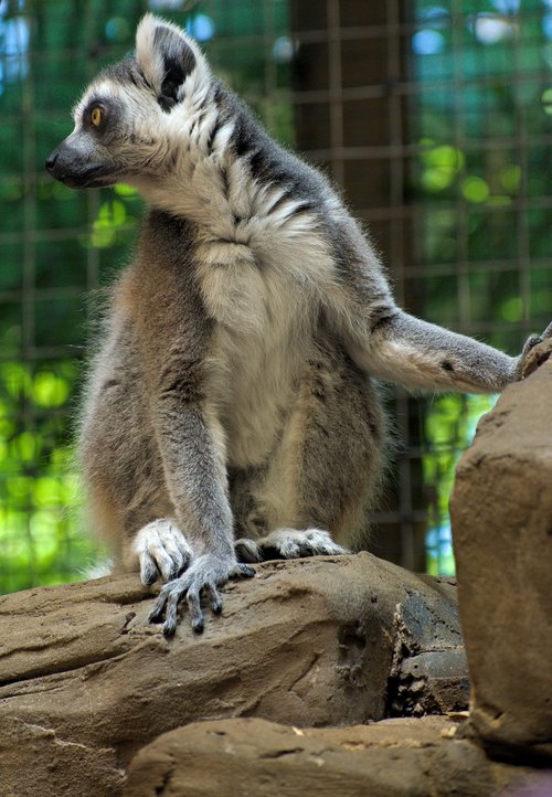 lemur  animal  wildlife