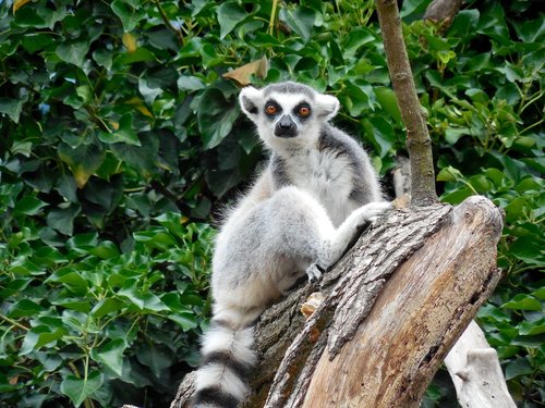 lemur  animal  zoo