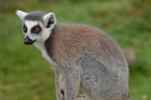 lemur  zoo  attention