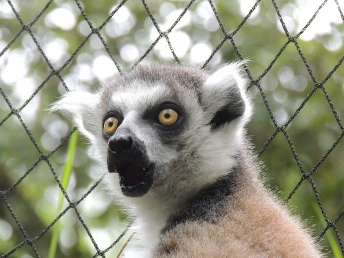 lemur animals maki