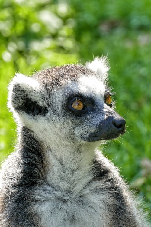 lemur  animal  cute