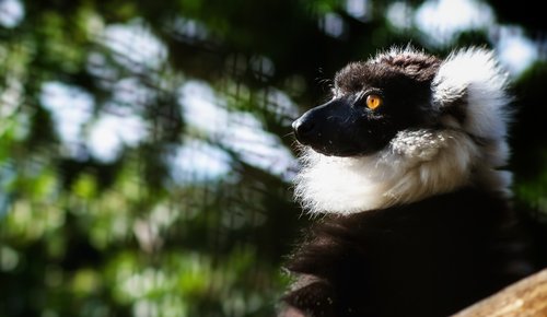 lemur  profile  zoo