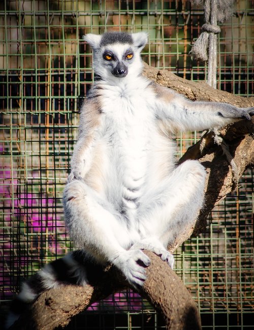 lemur  sun  sunbathing