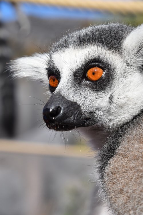 lemur  maki catta  nature