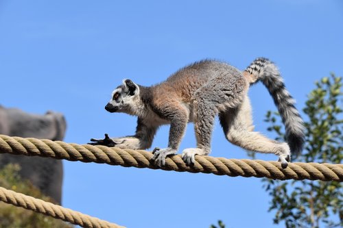 lemur  maki catta  stripes