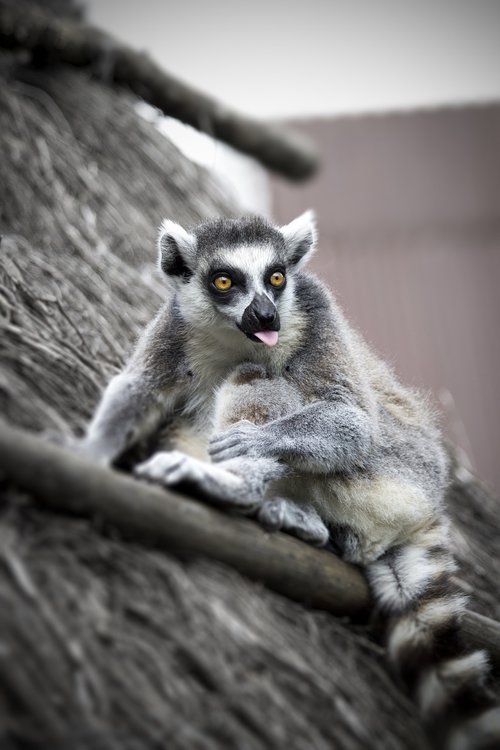 lemur  eyes  madagascar