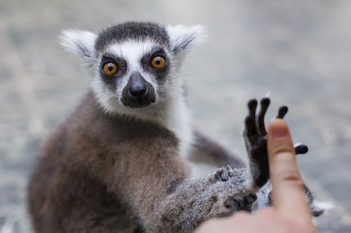 lemur  animal  zoo