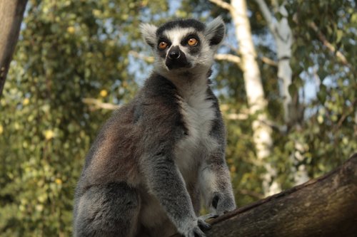 lemur  tree  wild