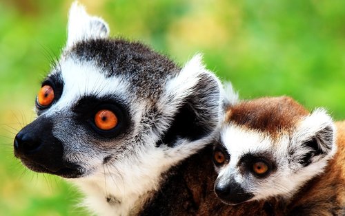 lemur  mother  and