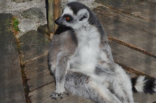 lemur mammal cute