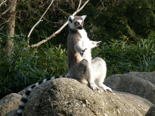 lemur  primates  animal world