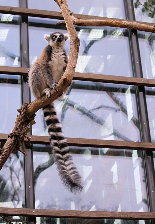 lemur  kata  prosimian