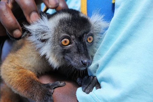 lemur  animal  eyes