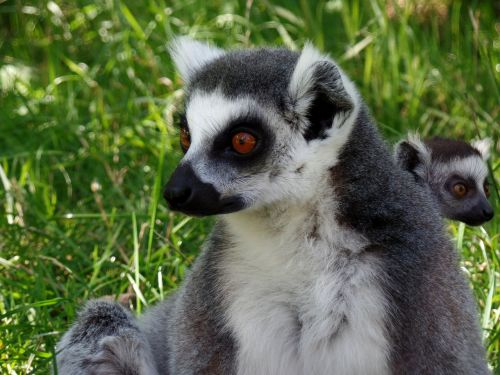 lemur park knuth borg