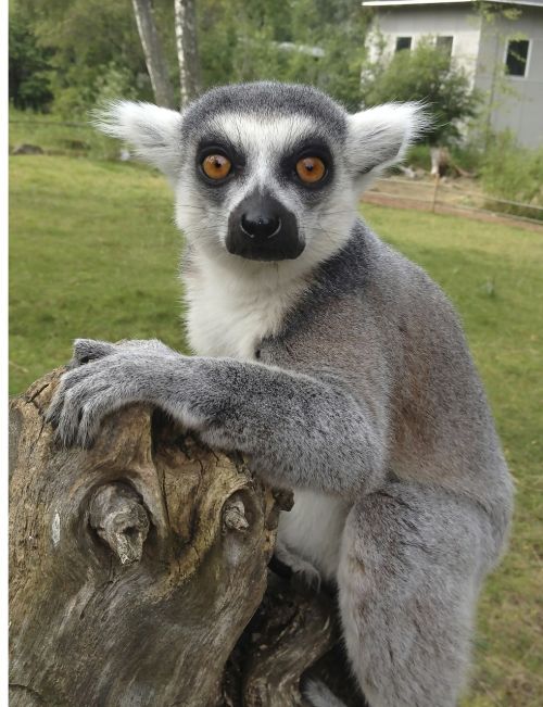lemur furuvik sweden