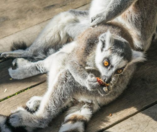 lemur young eating